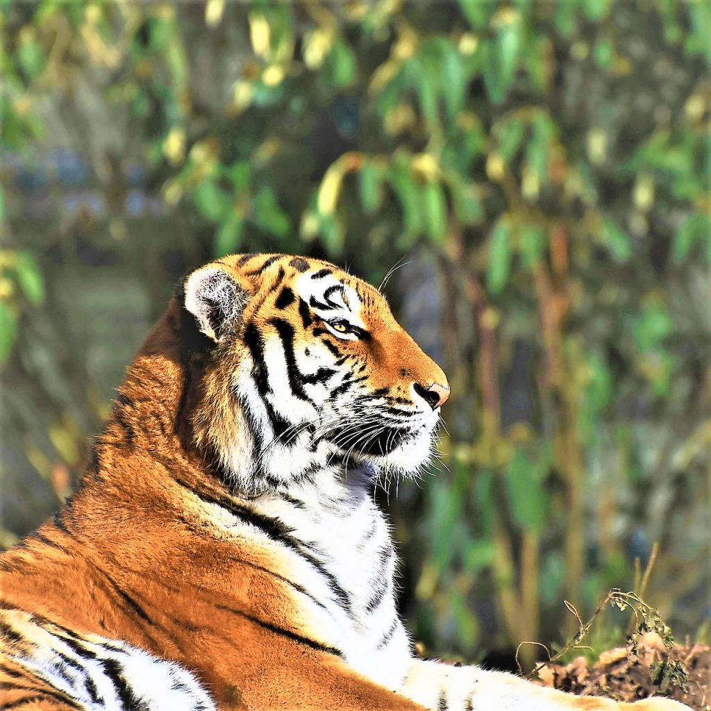 Siberian Tiger Seating Looks WhatsApp DP Image