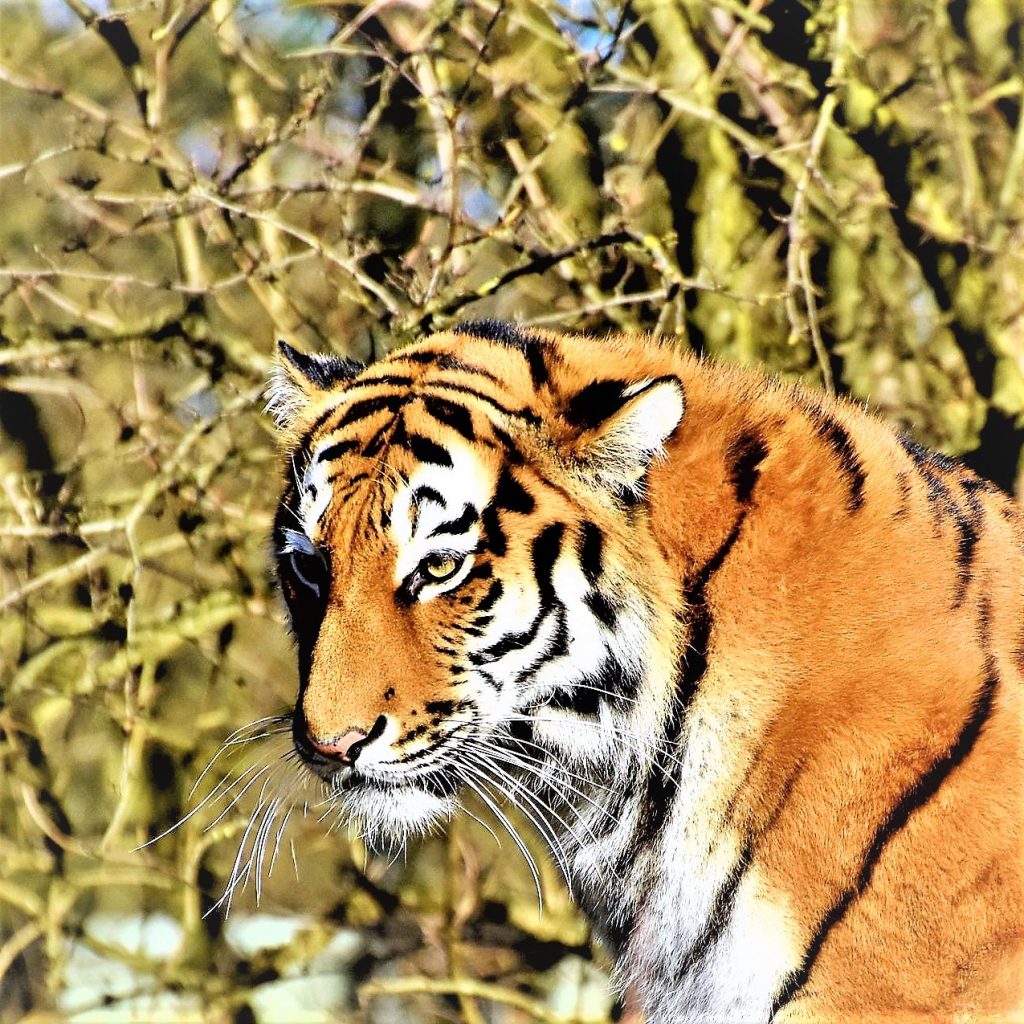 Siberian Tiger Silent Look WhatsApp Dp Image