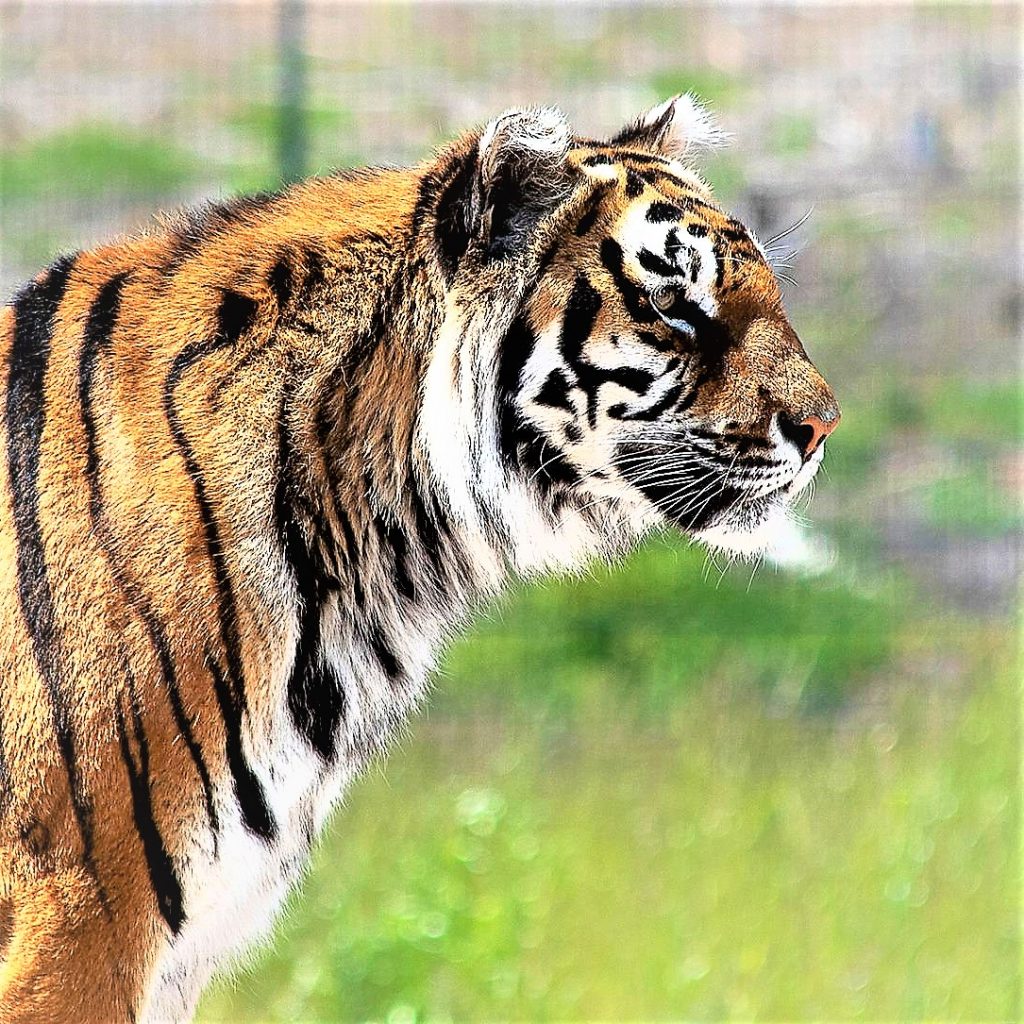 Siberian Tiger Skin WhatsApp DP Image
