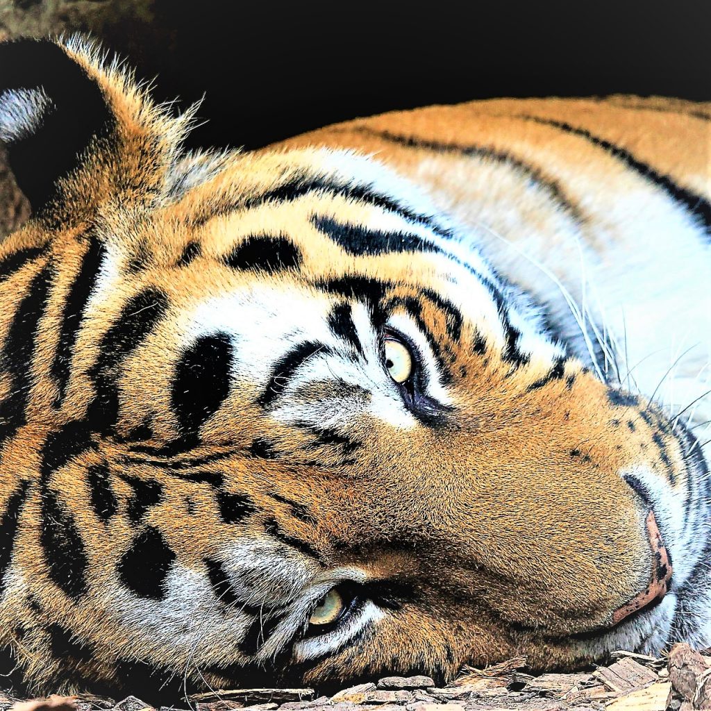 Siberian Tiger Sleeping In The Cave And Give Angry Look WhatsApp DP Image