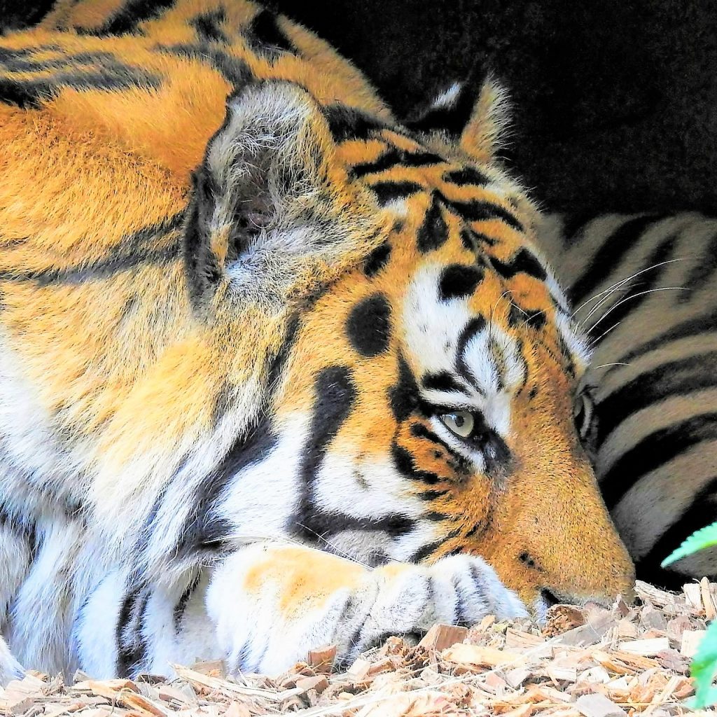 Siberian Tiger Sleeping In The Cave WhatsApp DP Image