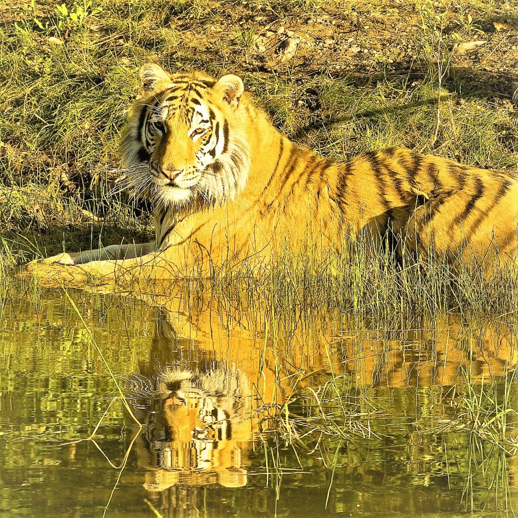 Siberian Tiger Sleeping In The Pond Water WhatsApp DP Image