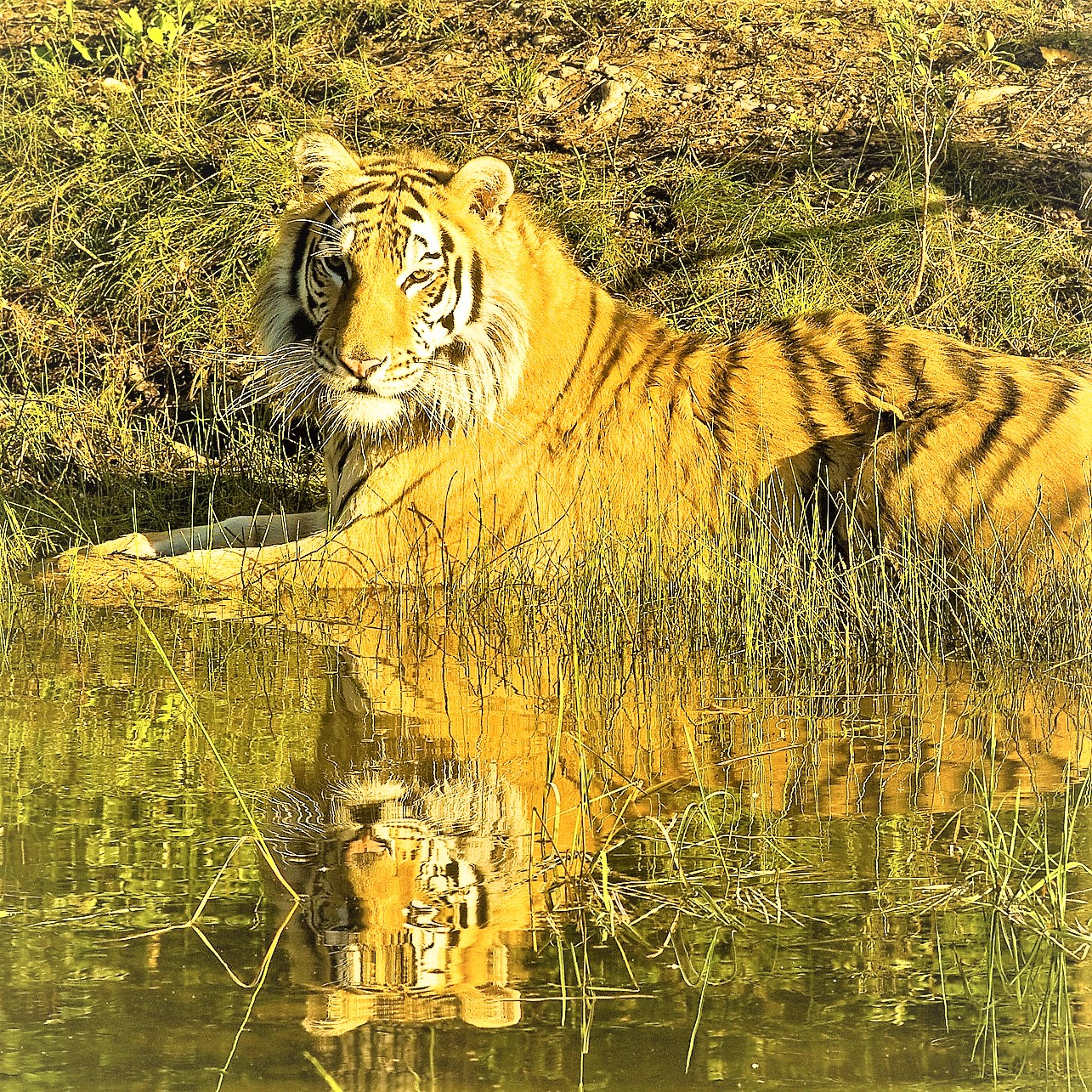 Meet the Powerful Siberian Tiger: Rulers of the Snowy Wilderness