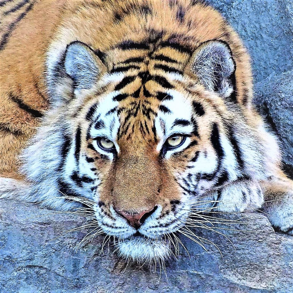 Siberian Tiger Sleeping On The Cave WhatsApp DP Image