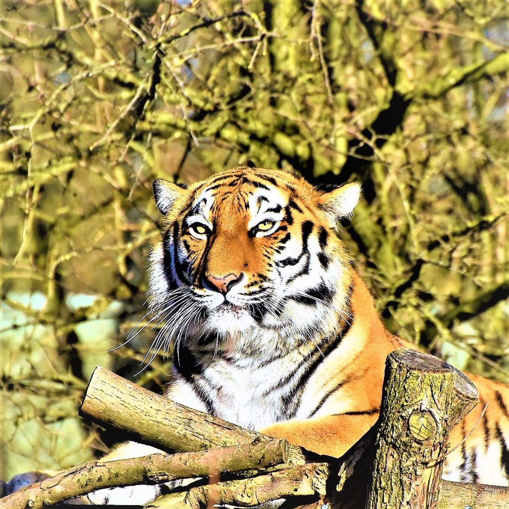 Siberian Tiger Sleeping On The Wood Bridge WhatsApp DP Image