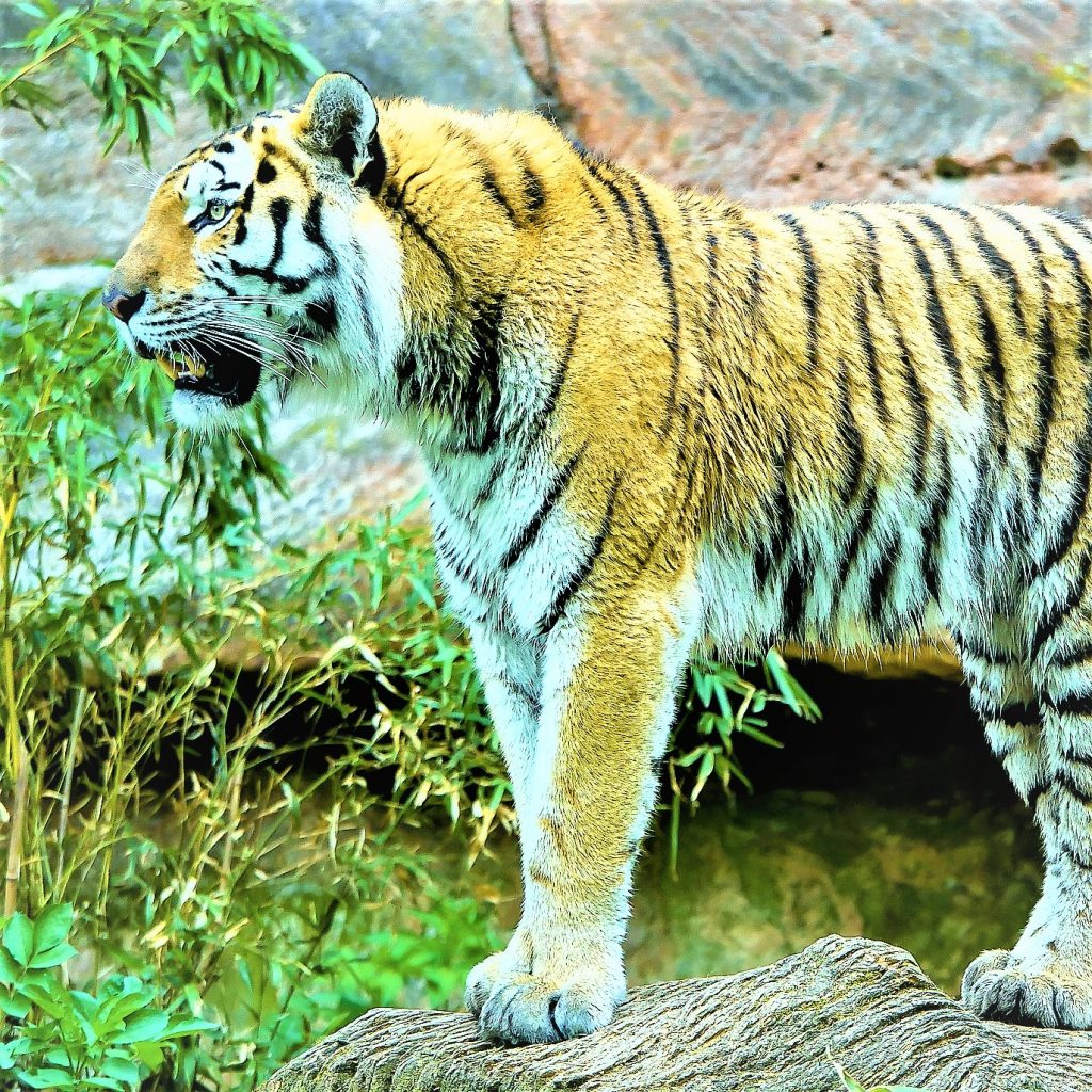 Siberian Tiger Standing On A Rock And Roarring WhatsApp DP Image