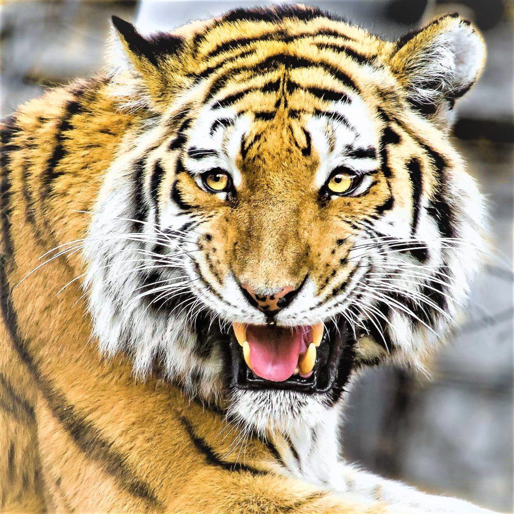 Siberian Tiger Teeth WhatsApp DP Image