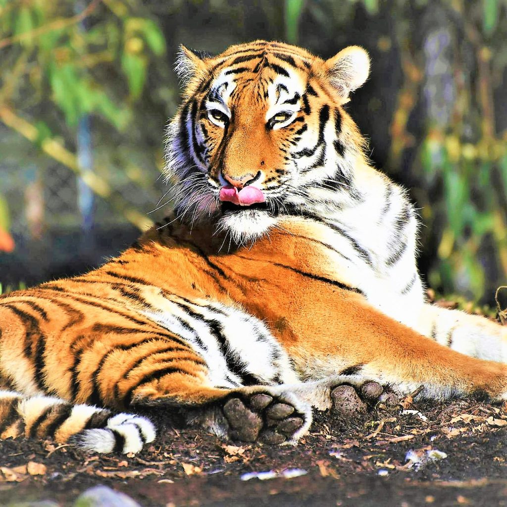 Siberian Tiger Tounge WhatsApp DP Image