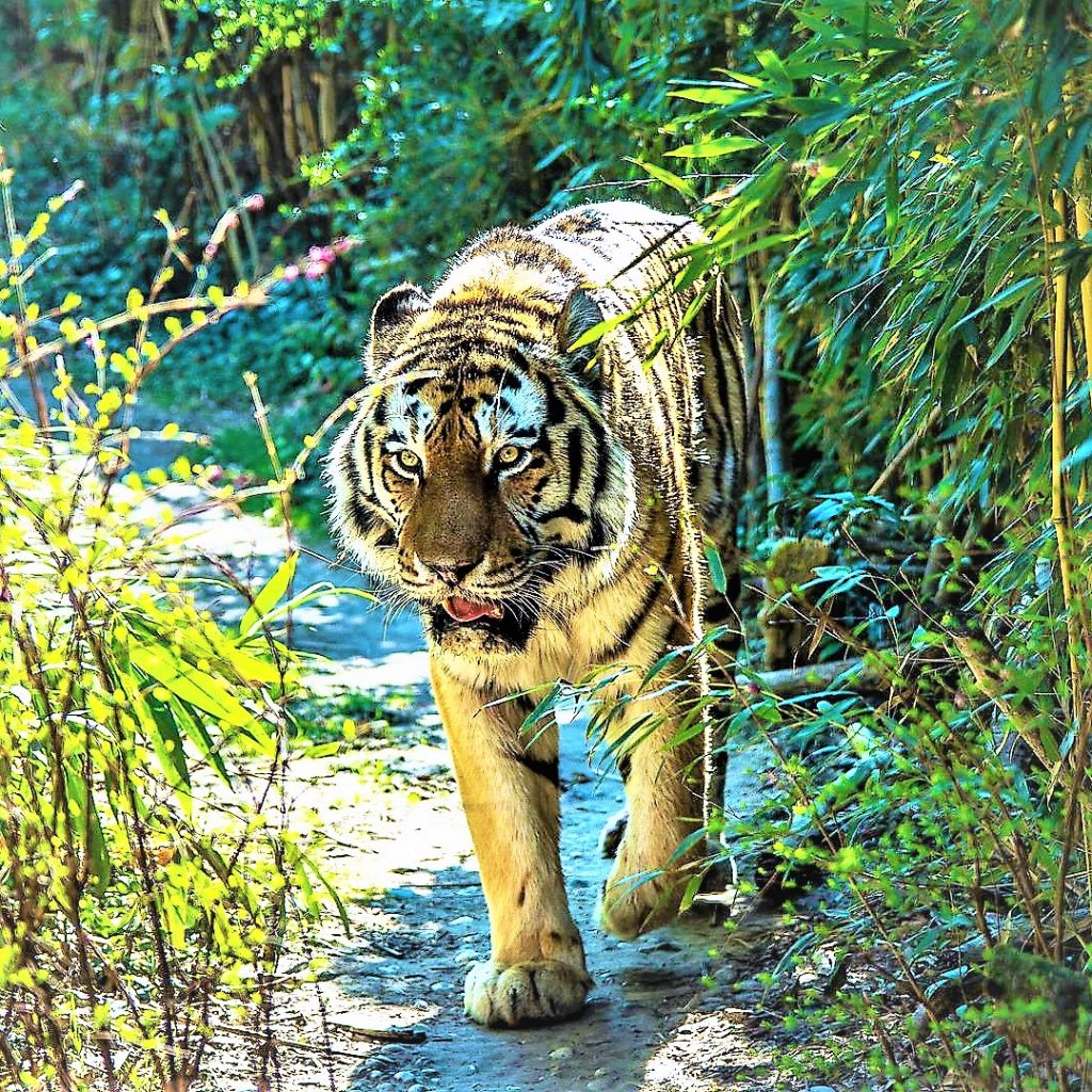 Siberian Tiger Walking In The Forest WhatsApp DP Image