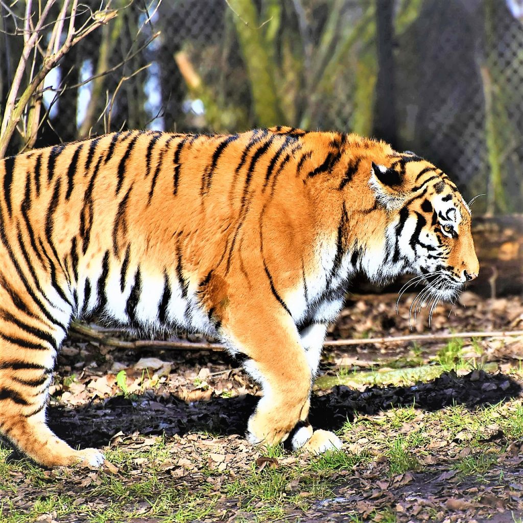 Siberian Tiger Walking In The Zoo WhatsApp DP Image