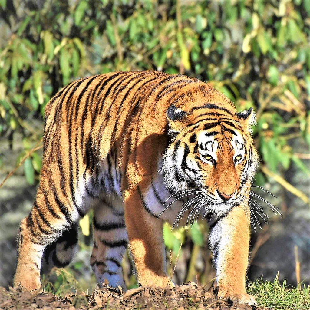 Siberian Tiger WhatsApp DP Image
