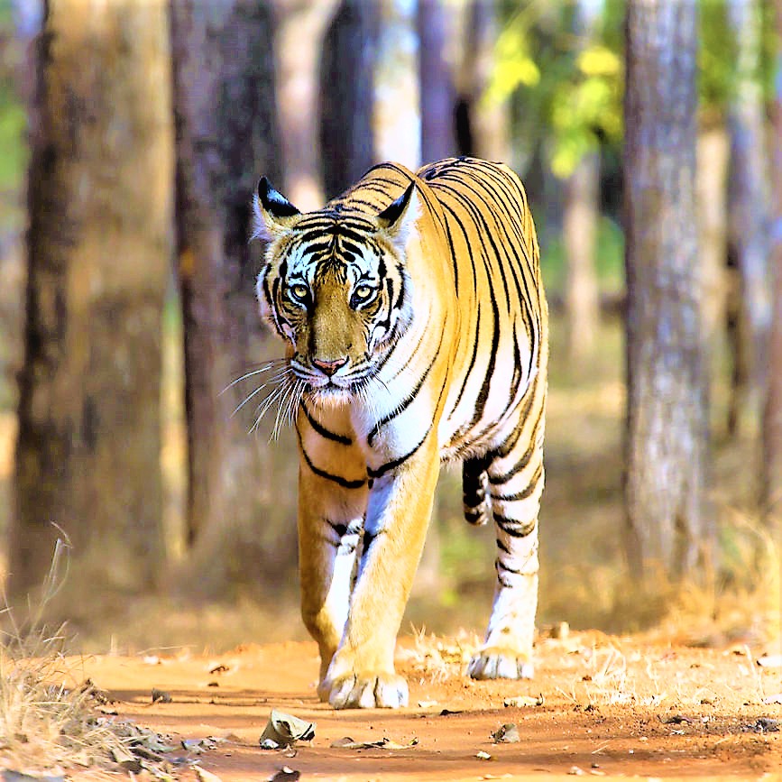 South China Tiger Walking In Forest Road WhatsApp DP Image