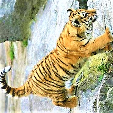 South China Tiger Climbing Hill WhatsApp DP Image