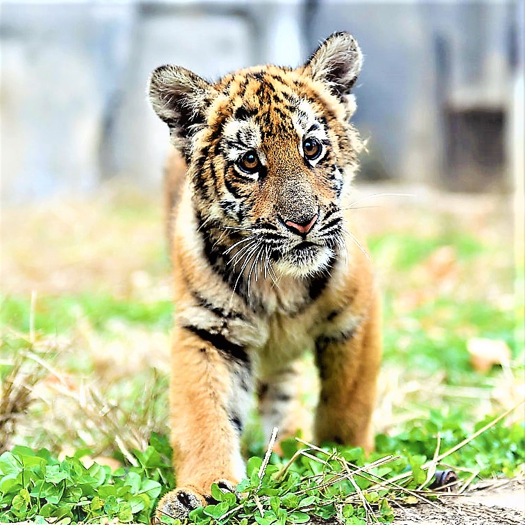South China Tiger Cub Walking In Zoo WhatsApp DP Image