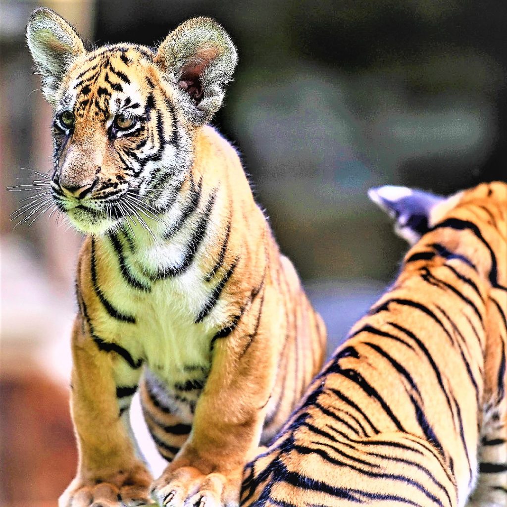 South China Tiger Cubs WhatsApp DP Image