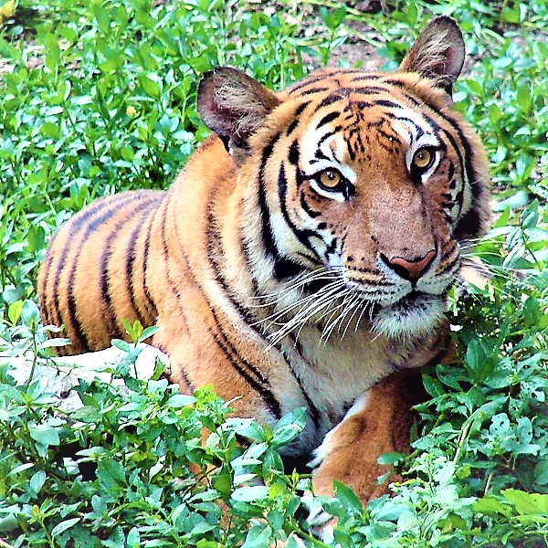 South China Tiger Female In Zoo WhatsApp DP Image