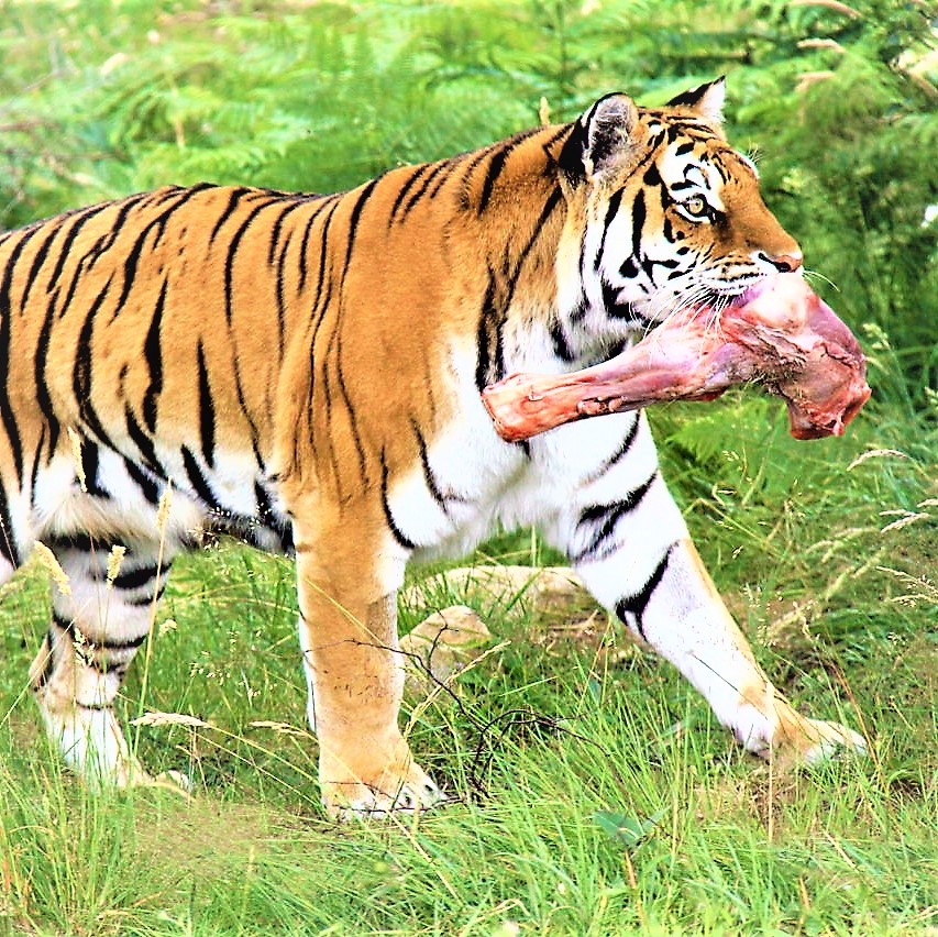 South China Tiger Holding A Meat In Mouth WhatsApp DP Image