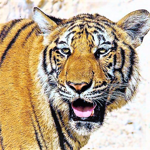 South China Tiger Hungry WhatsApp DP Image