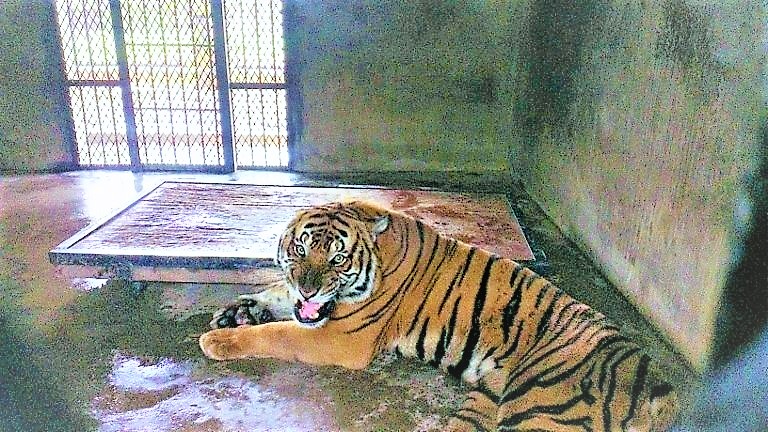 South China Tiger In Cave  WhatsApp DP Image