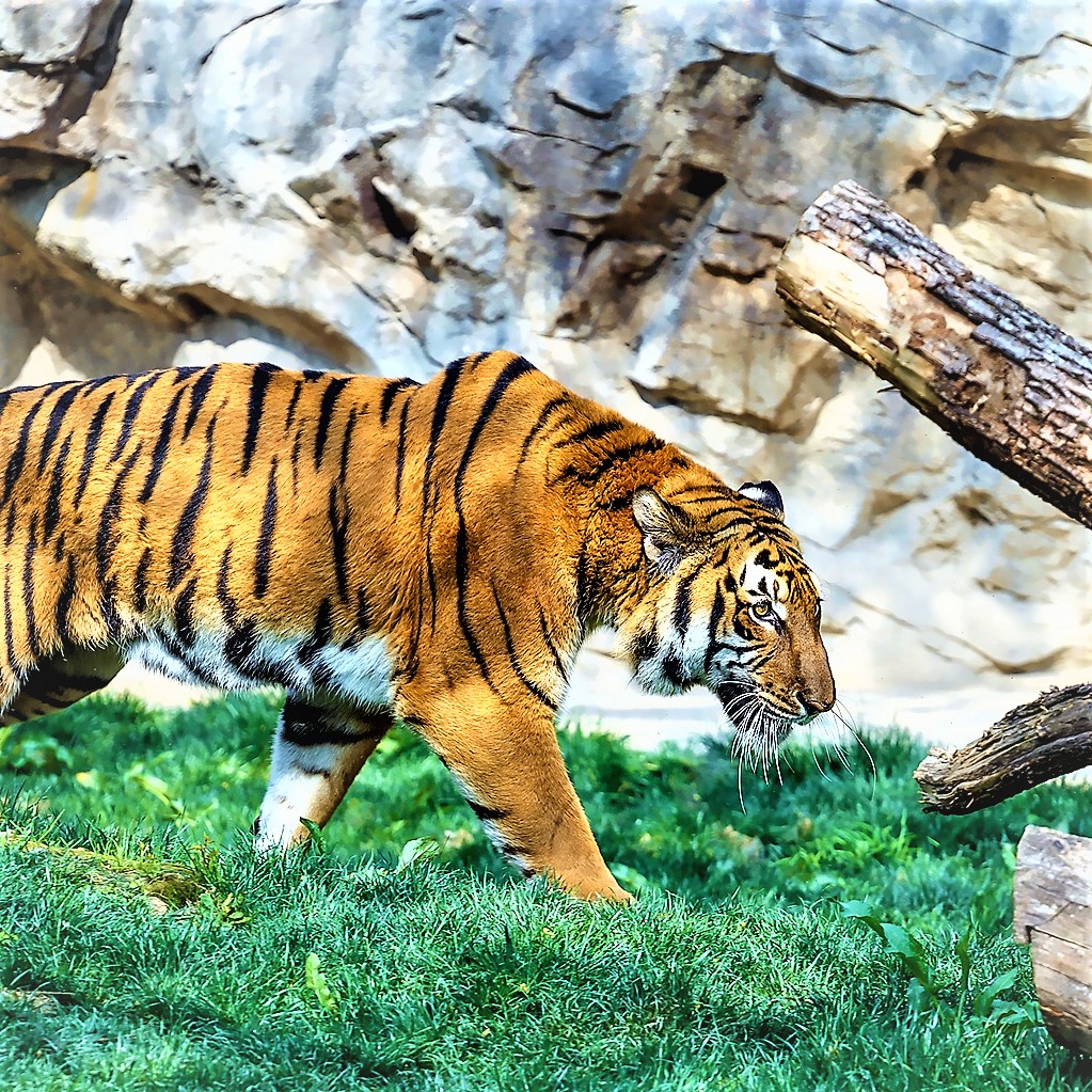 South China Tiger In Zoo WhatsApp DP Image
