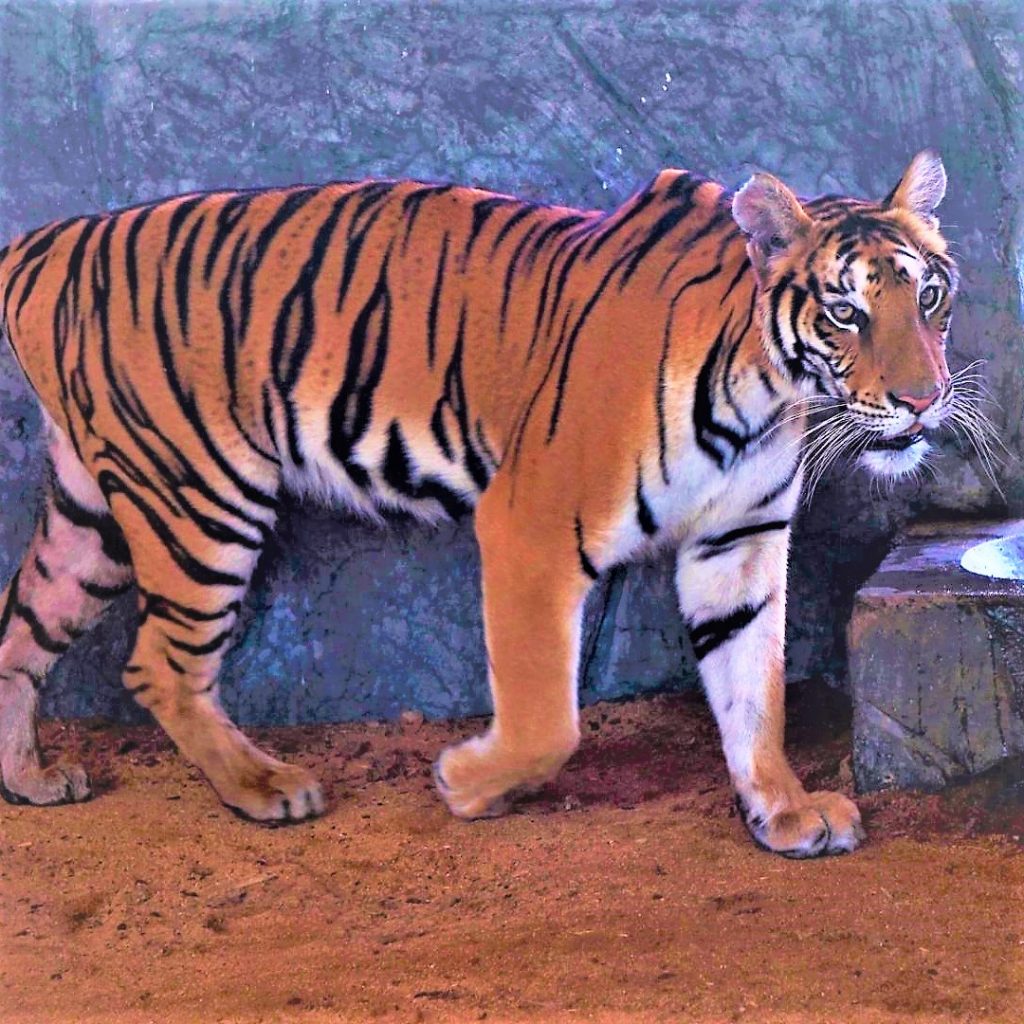 South China Tiger Newly Burn WhatsApp DP Image
