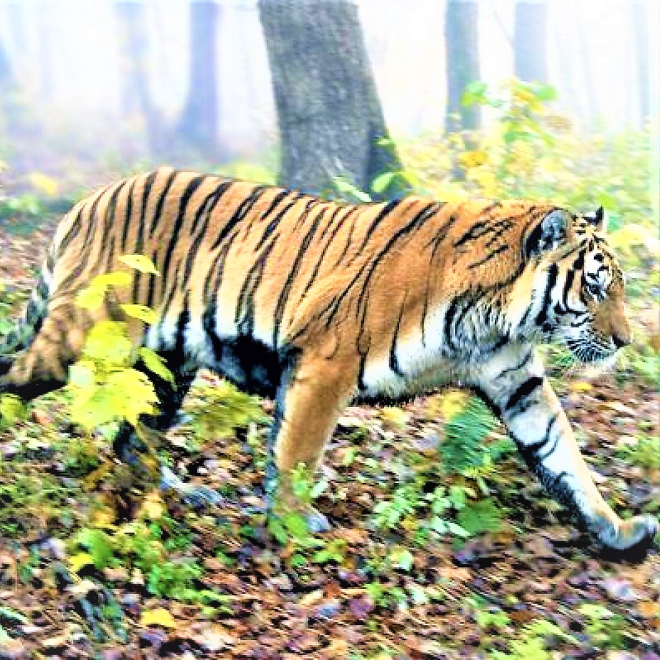 South China Tiger Running In Forest WhatsApp DP Image