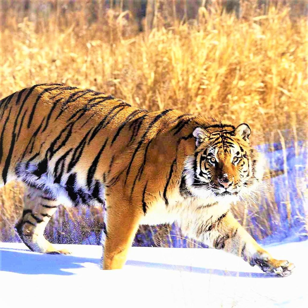 South China Tiger See Face In Water WhatsApp DP Image
