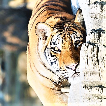 South China Tiger Sleeping On Big Rock WhatsApp DP Image