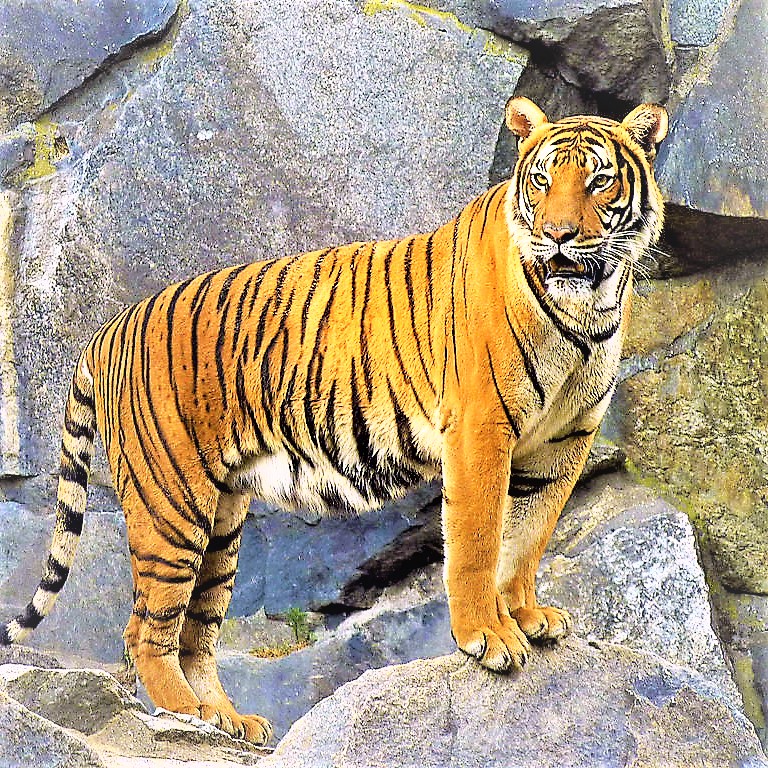 South China Tiger Standing On A Rock WhatsApp DP Image