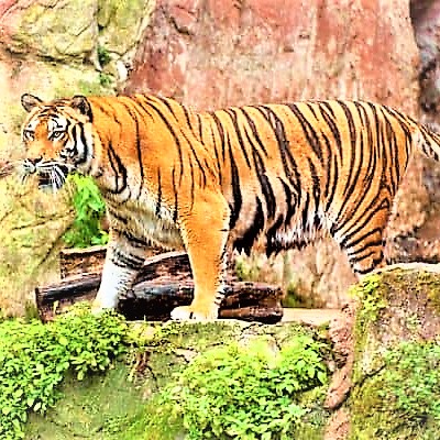South China Tiger Standing On A Small Hill WhatsApp DP Image