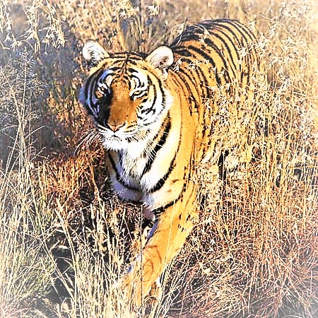 South China Tiger Walking In Farm Field WhatsApp DP Image