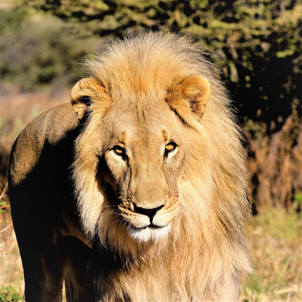 Southwest African Lion Whatsapp Dp Image