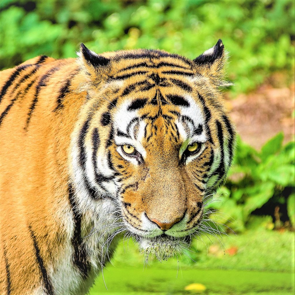 Tiger Aggressive Look WhatsApp DP Image