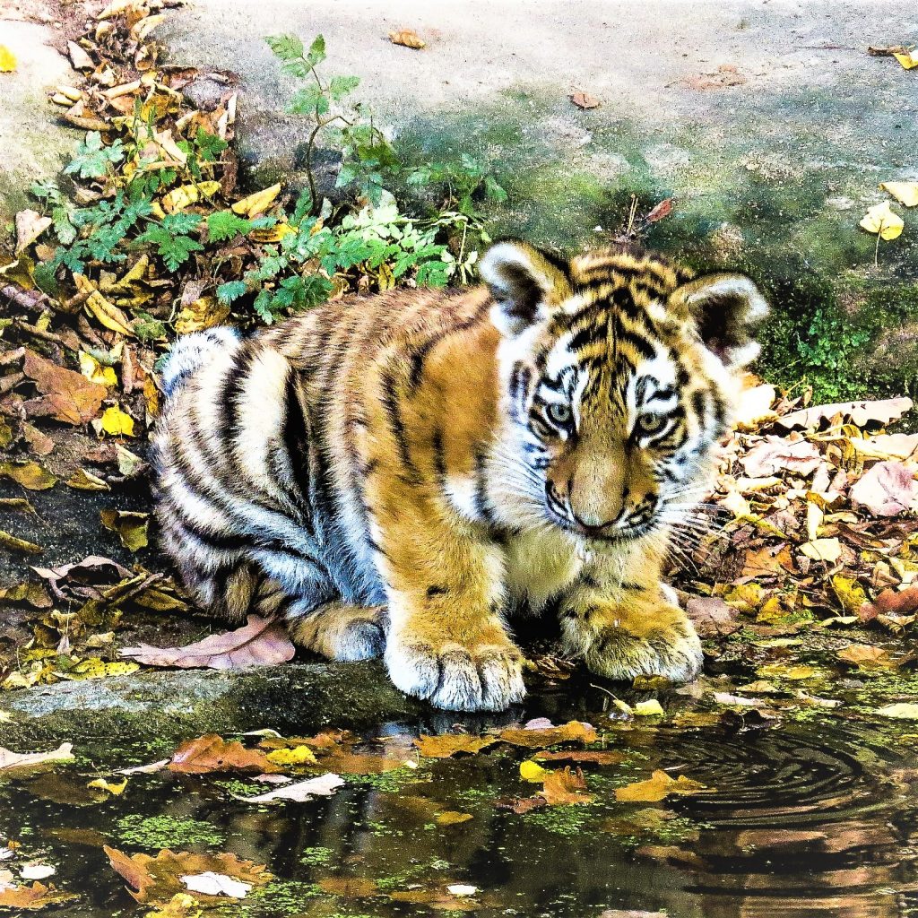 Tiger Cube Drinks Pond Water WhatsApp DP Image