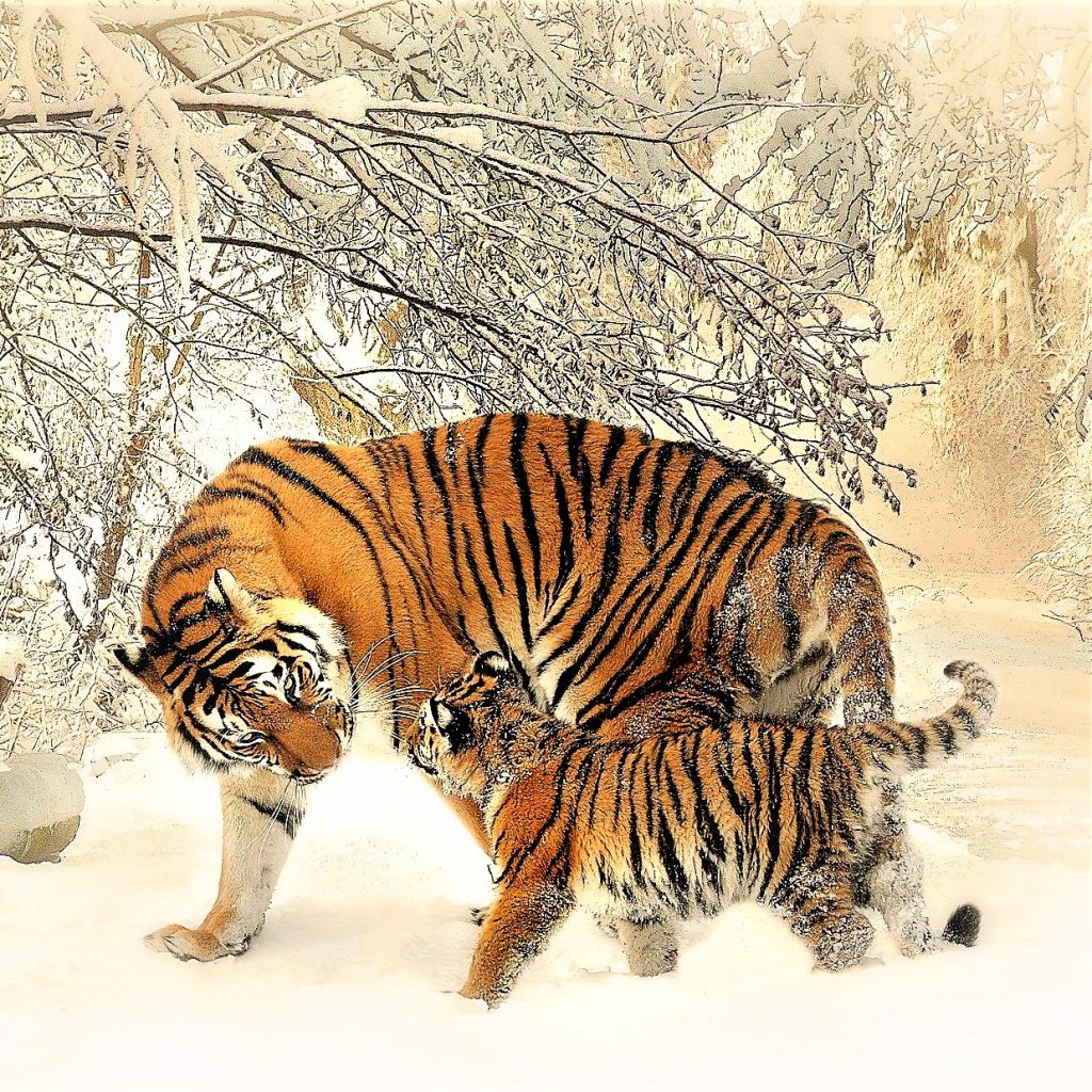 Tiger Cube Play With His Mother Tiger In The Icelands WhatsApp Dp Image