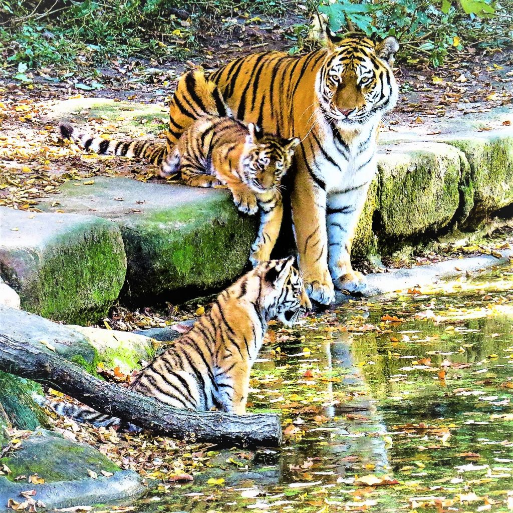 Tiger Cube Play With Mother Tiger WhatsApp DP Image