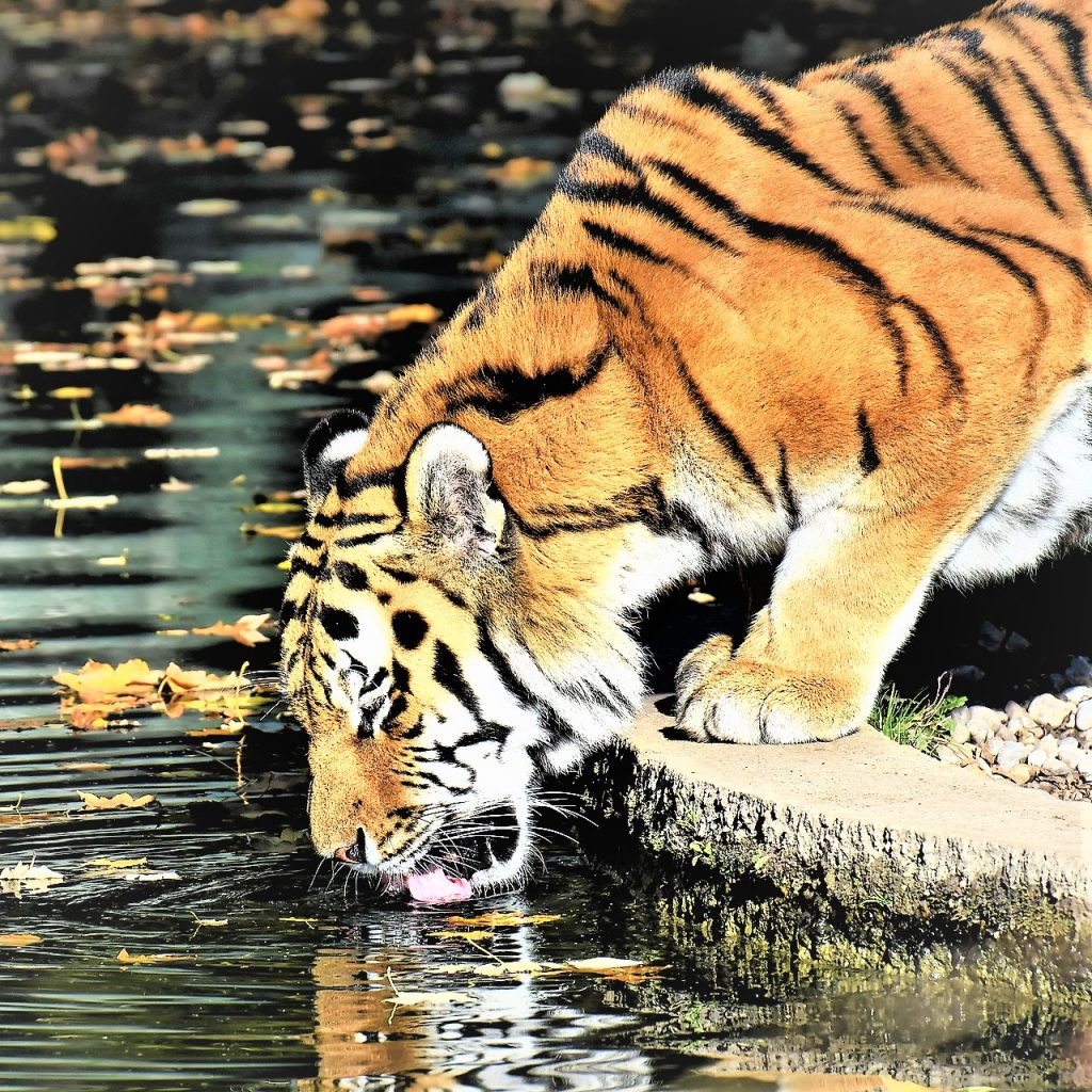 Tiger Drinking Pond Water WhatsApp DP Image