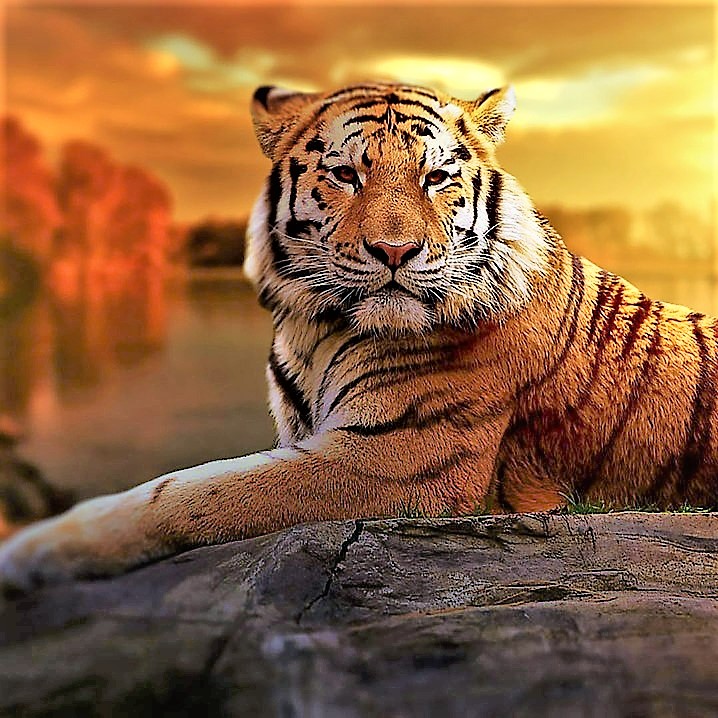 Tiger Enjoy Sunset Sleeping On A Rock WhatsApp DP Image