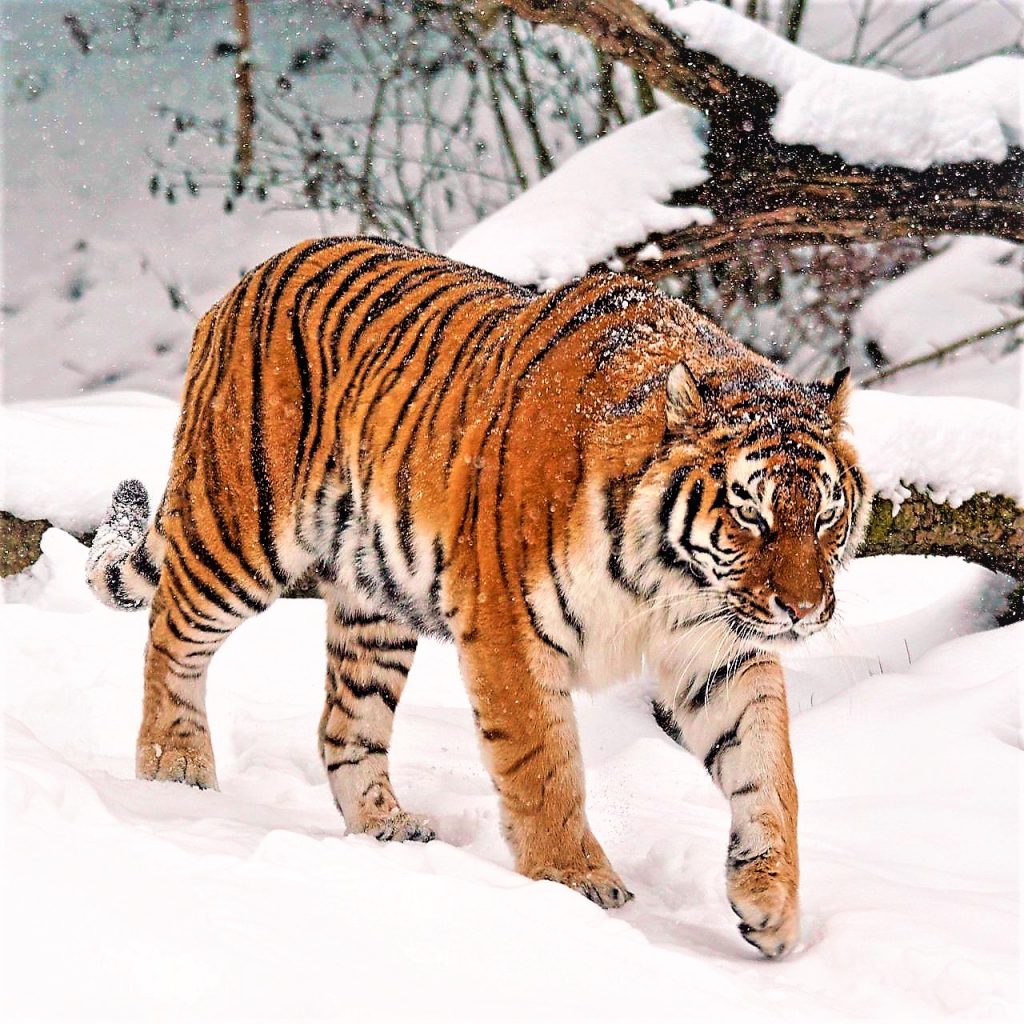 Tiger In Icelands WhatsApp DP Image