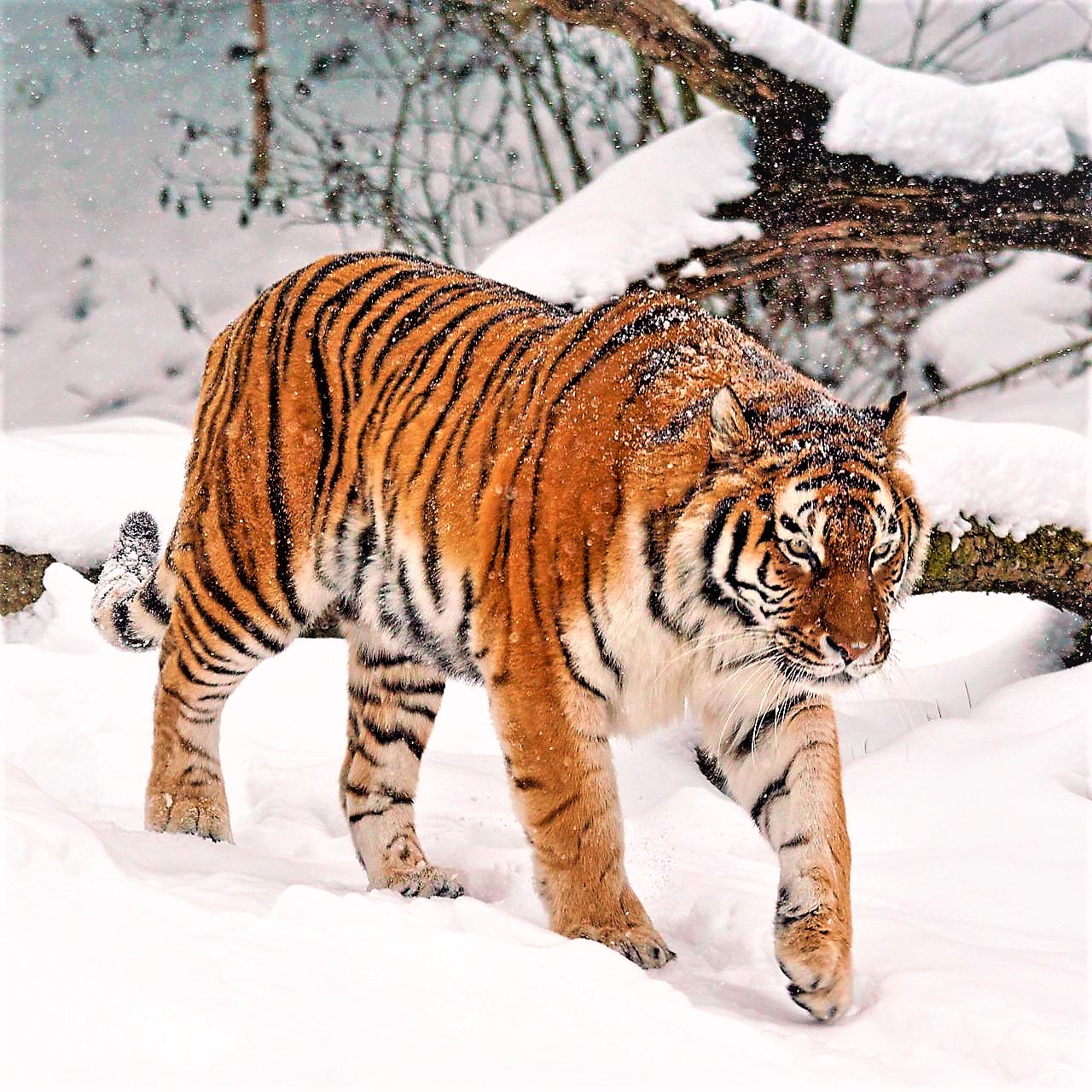 Join the Fight to Save Tigers: Preserving a World of Amazing Animals