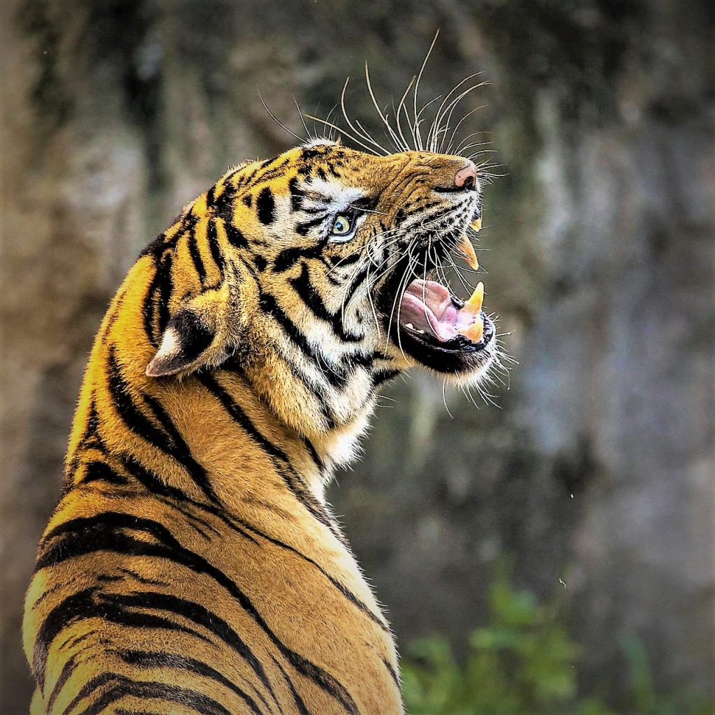 Tiger Roaring Look WhatsApp DP Image