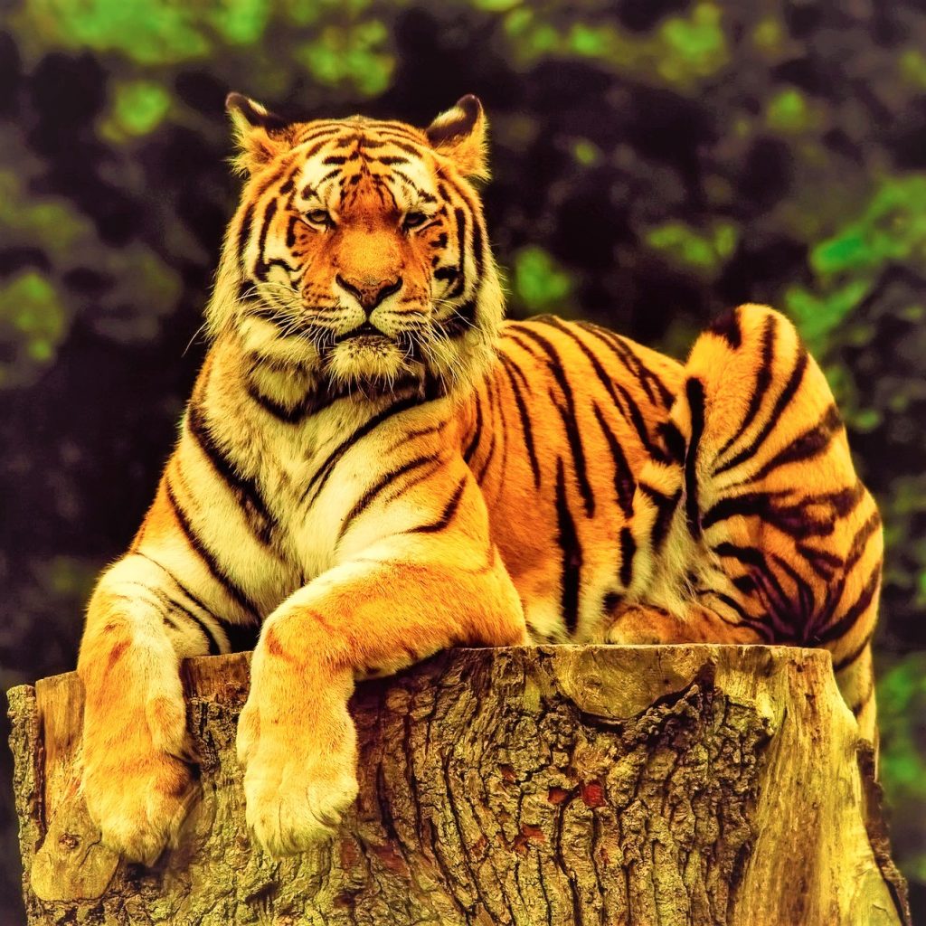 Tiger Seating On A Carving Large WhatsApp DP Image