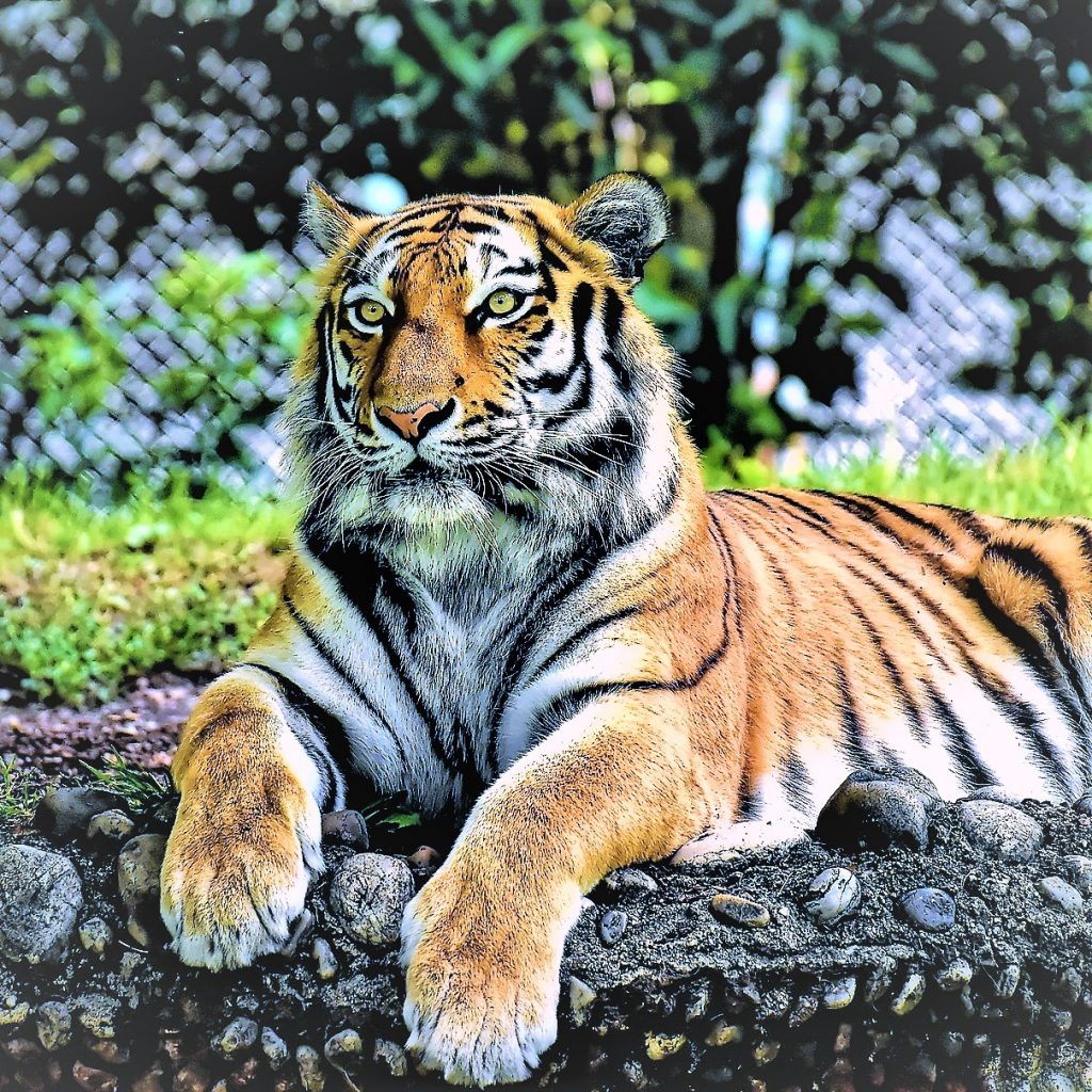 Tiger Sleeping In The Zoo WhatsApp DP Image