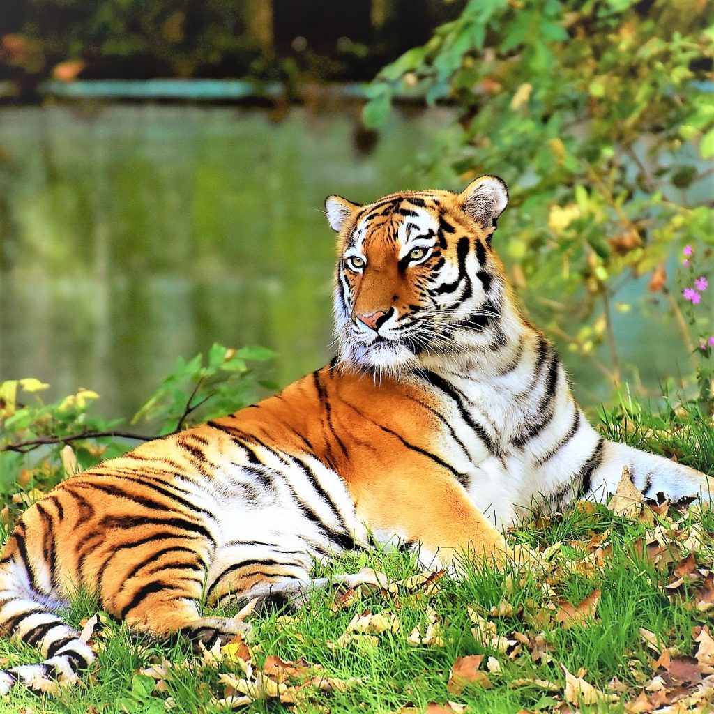 Tiger Sleeping On Bush WhatsApp DP Image