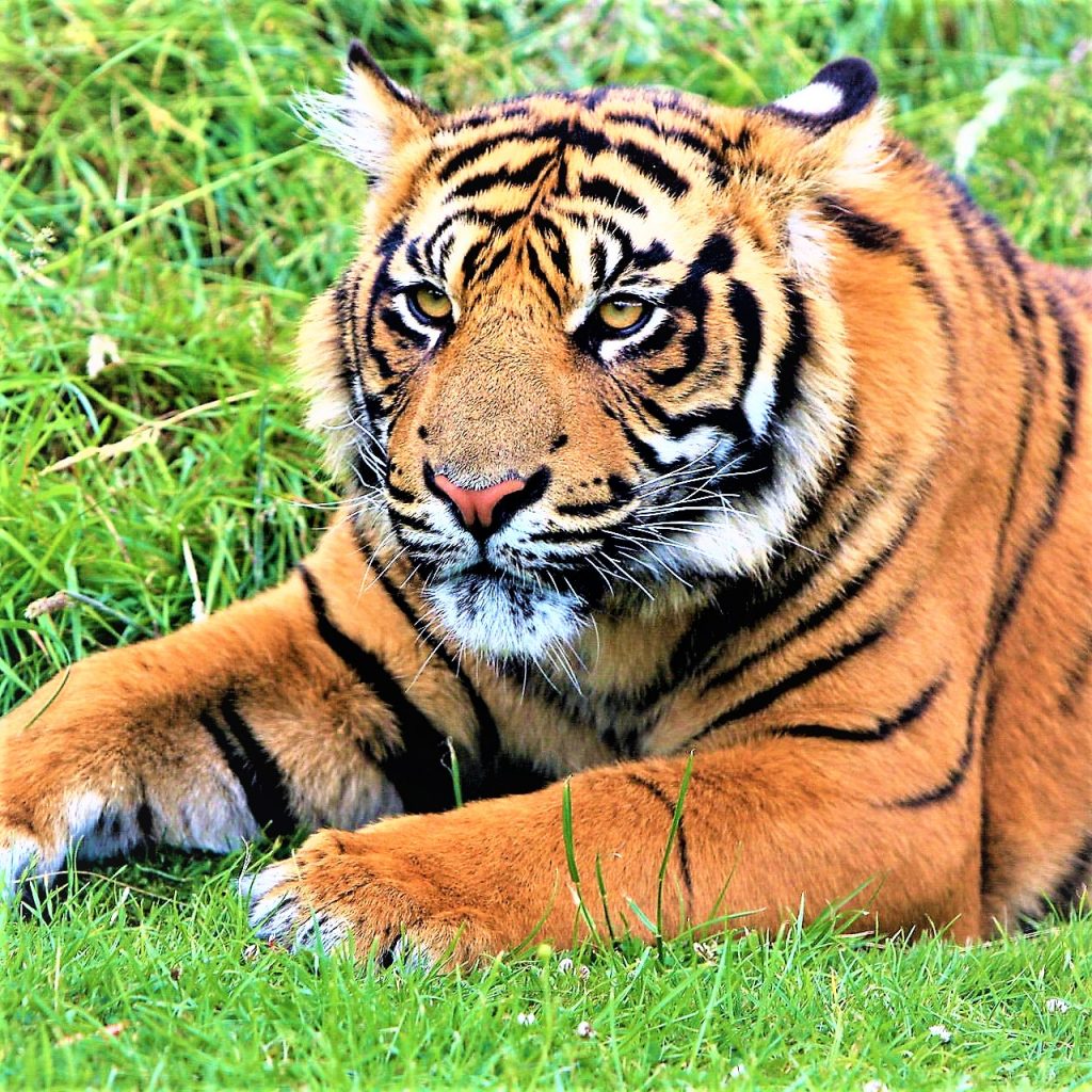 Tiger Sleeping On Grass Field WhatsApp DP Image