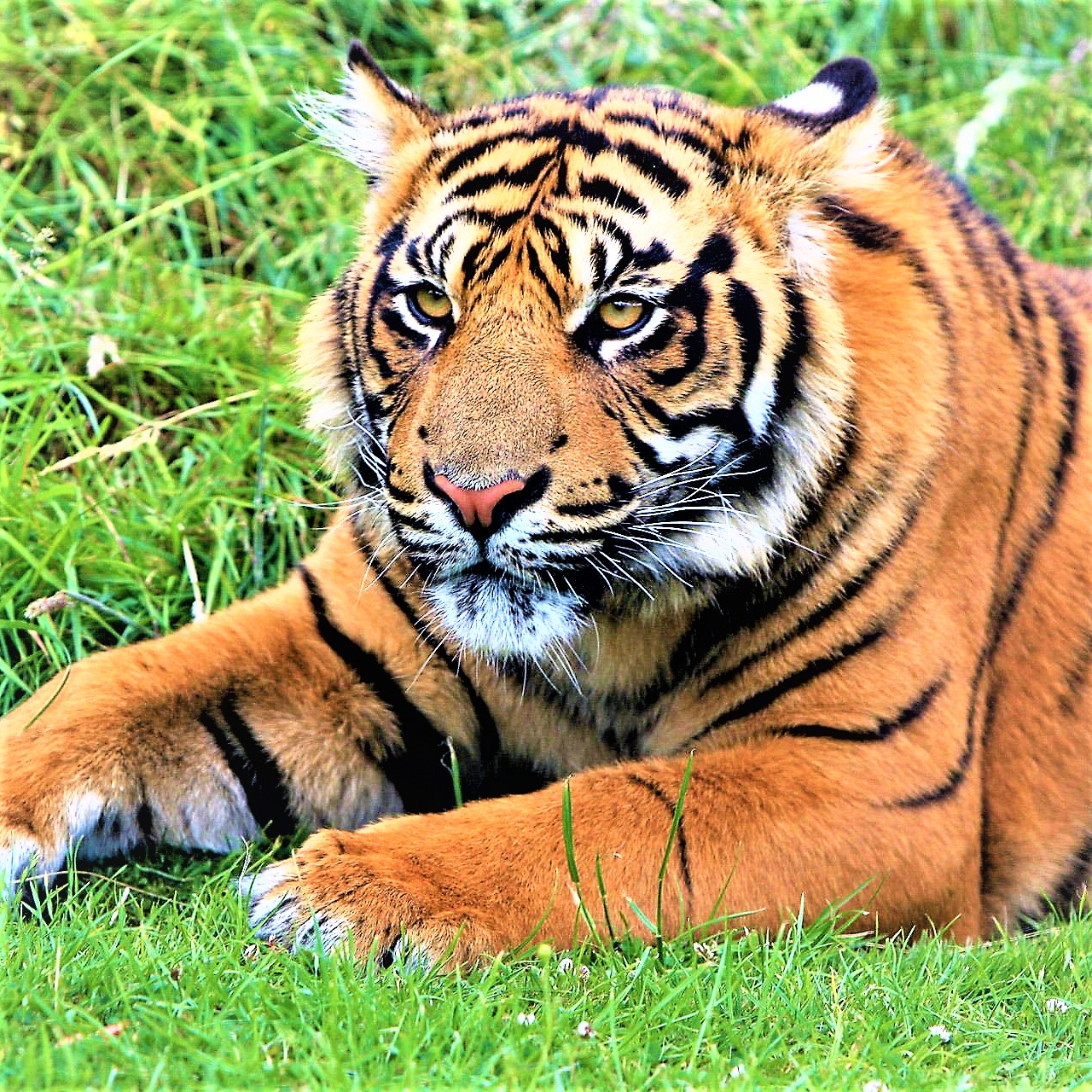 Join the Fight to Save Tigers: Preserving a World of Amazing Animals