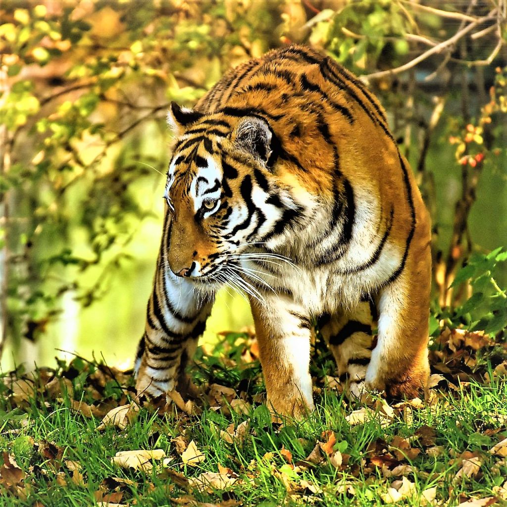 Tiger Standing In Forest Bush WhatsApp DP Image