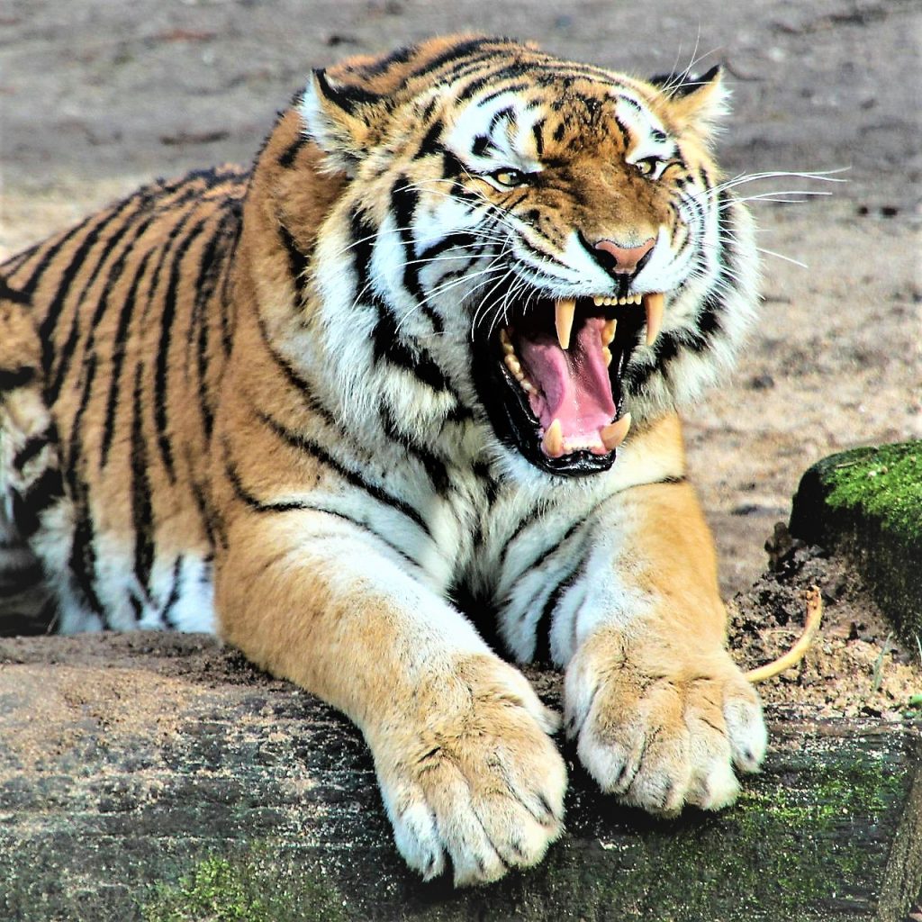 Tiger Teeth WhatsApp DP Image