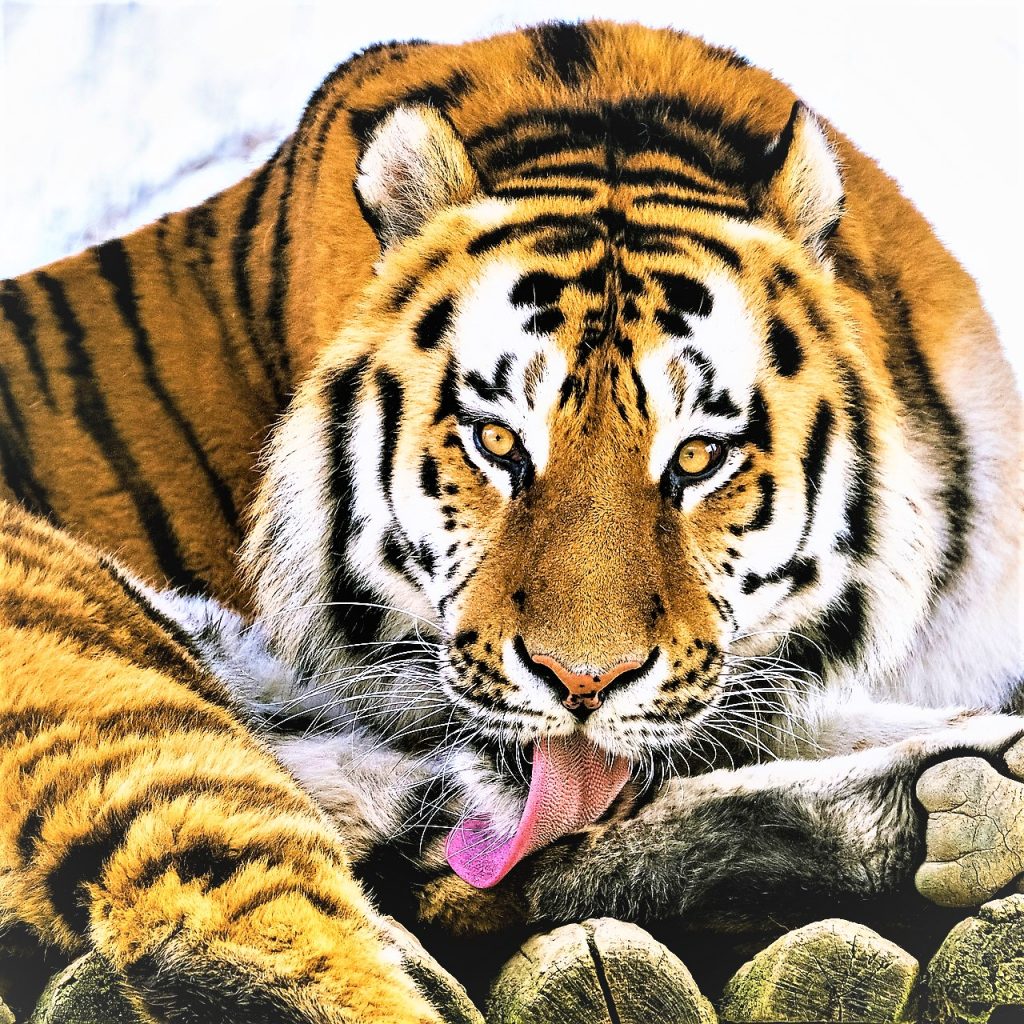 Tiger Tounge WhatsApp Dp Image