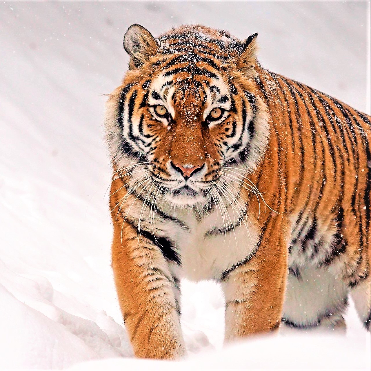 Join the Fight to Save Tigers: Preserving a World of Amazing Animals